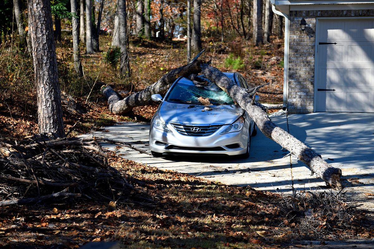Silver car crushed by a fallen pine tree in New Zealand, illustrating the need for Comprehensive car insurance in 2026, featured in a Quashed article on Comprehensive vs Third Party Car Insurance.
