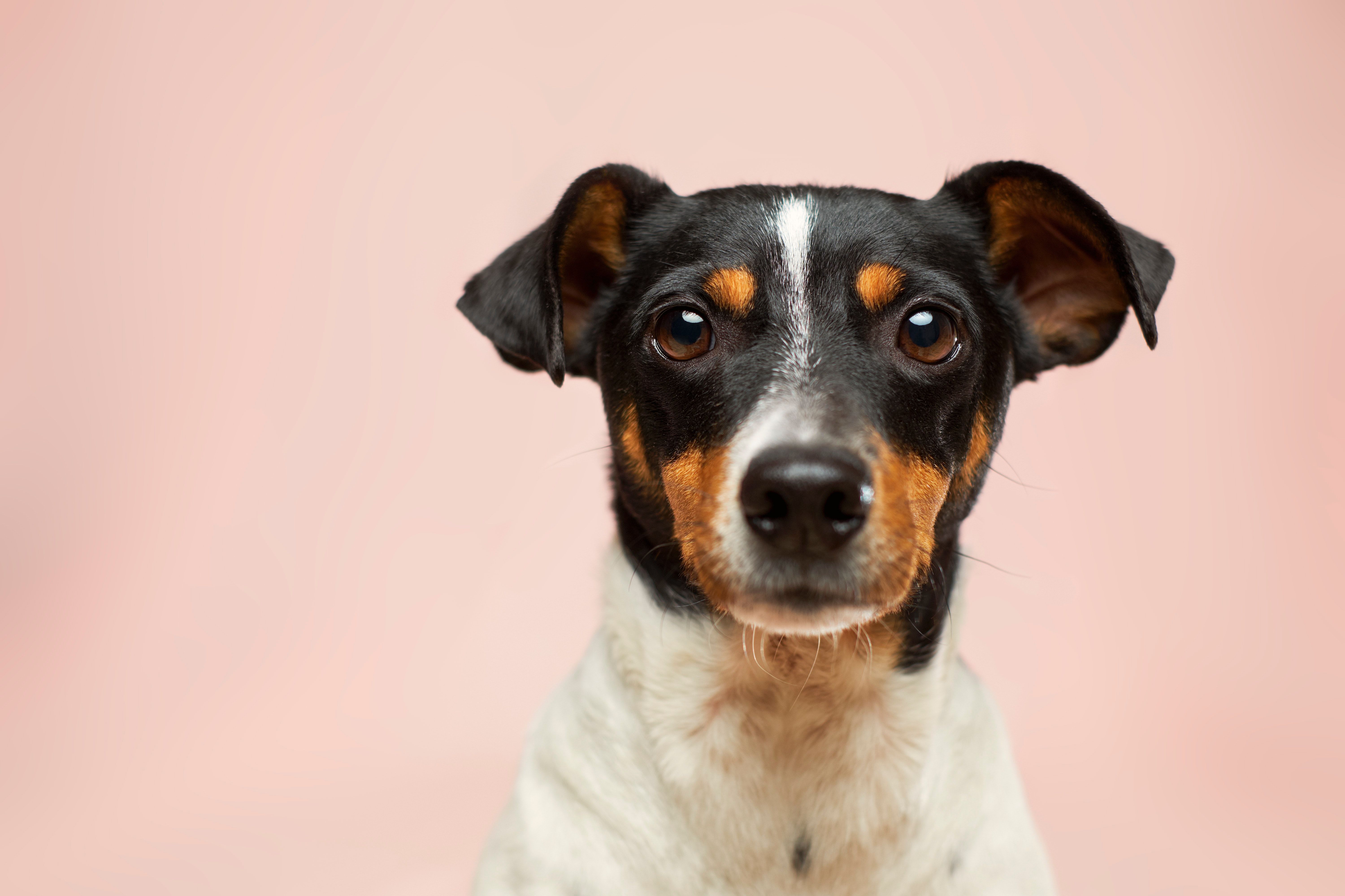 jack russell terrier