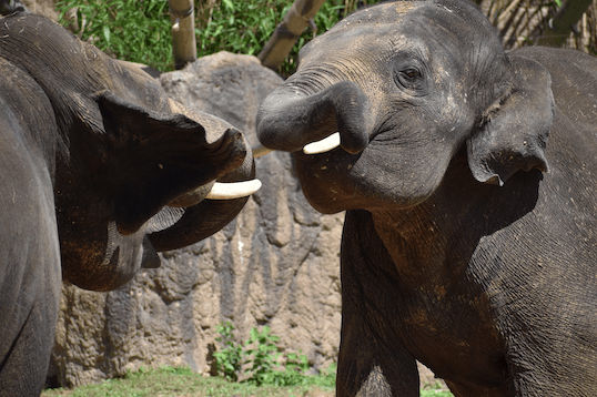 Two elephants engaged in a confrontation, representing the AMI vs State car, house and contents insurance comparison that Quashed provides for New Zealanders in 2026.