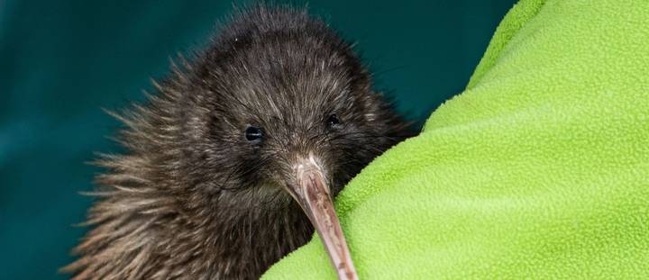 A Kiwi bird.