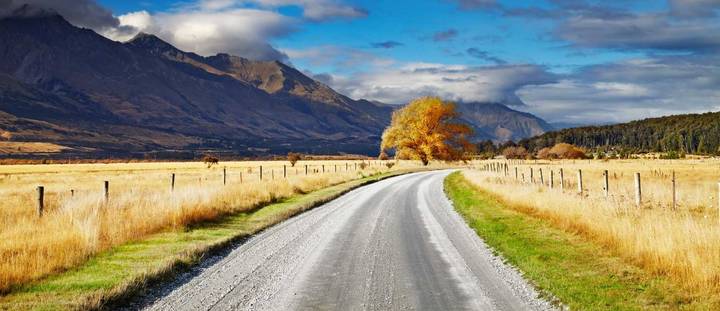 A winding gravel road leads toward rugged mountains in a golden New Zealand valley, accented by a single yellow autumn tree.
